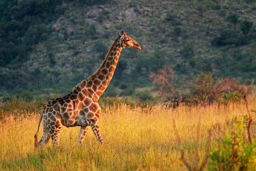 Pilanesberg - ©TERRA SOUTH AFRICA