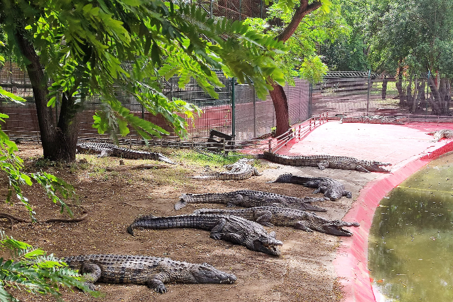 Crocodiles du Nil - ©Croc Parc