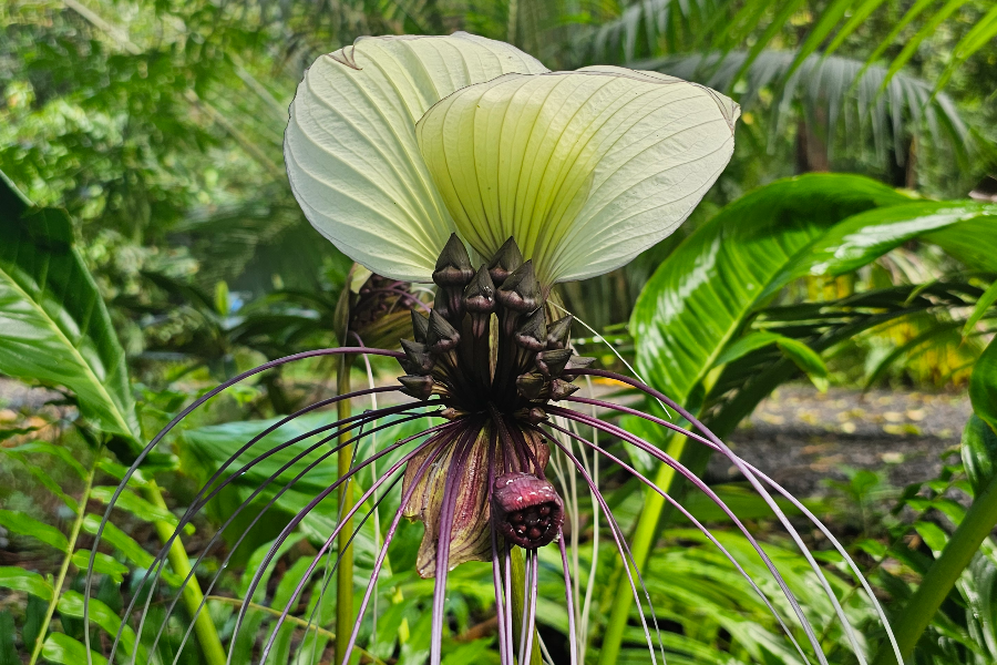 Tacca Blanche - ©JPE