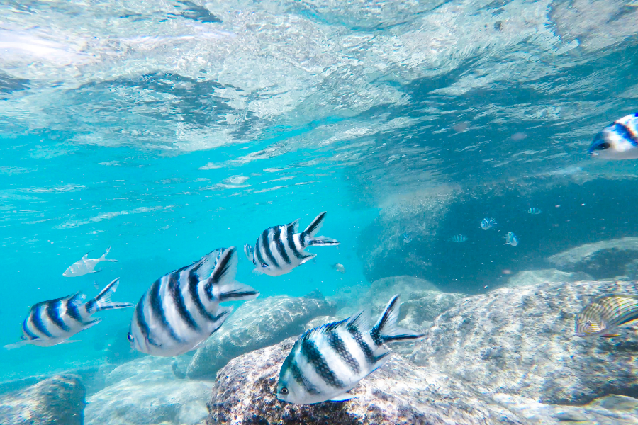 Snorkeling At The Resort