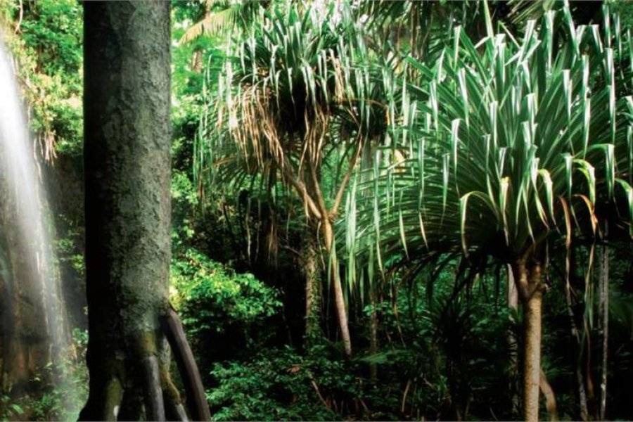 VALLÉE DE MAI Natürliche Stätte (mit Fahrplänen und-oder kostenpflichtig) Praslin Nationalpark photo n° 225300 - ©VALLÉE DE MAI