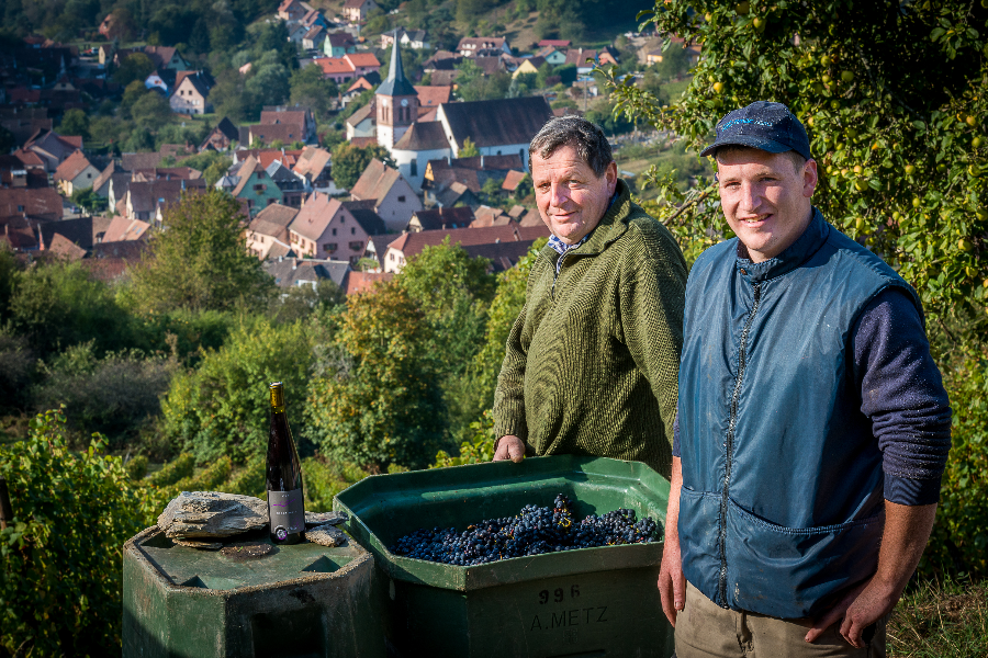 Vendanges à Albé, village pittoresque et vignoble de montagne