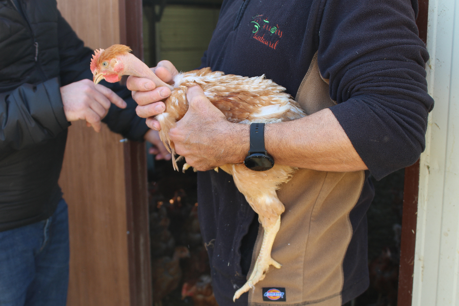 Poulet de la ferme - ©Les Terroirs du Plantaurel