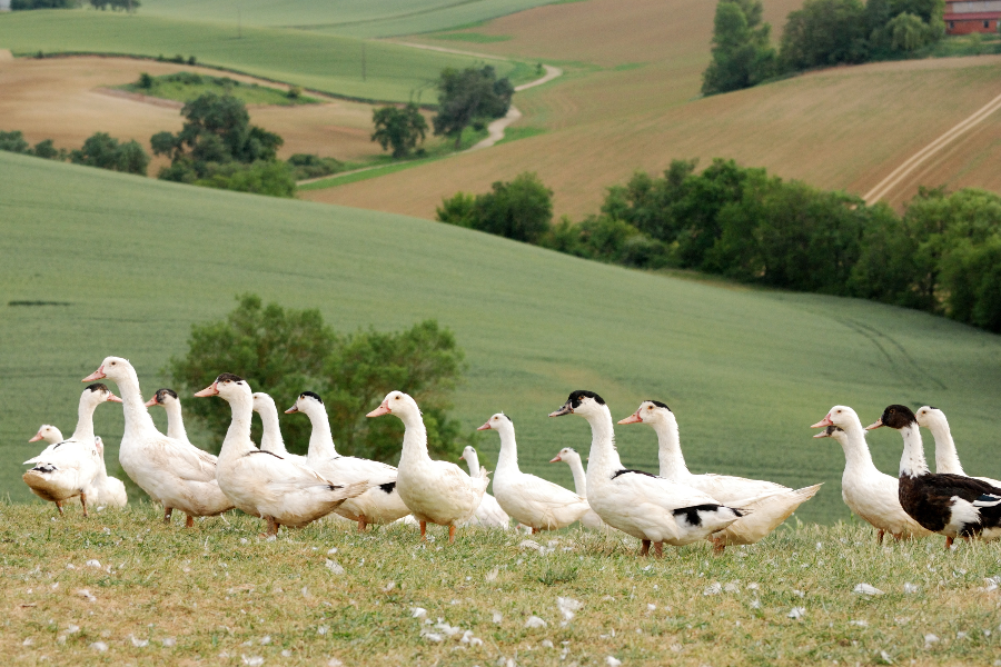 VIDEO. Foie gras : une ferme expérimentale de l'Ariège élève des oies sans  les gaver