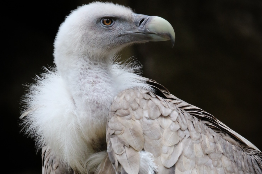 PARC ANIMALIER DES PYRENÉES