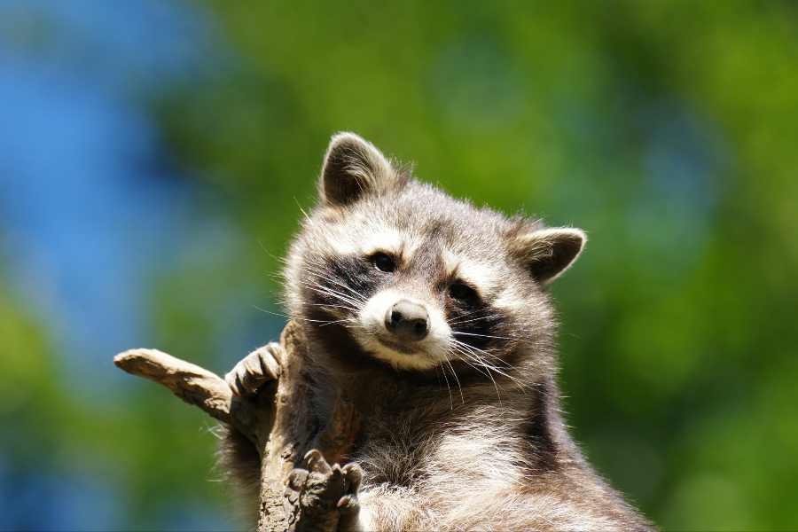 PARC ANIMALIER DES PYRENÉES