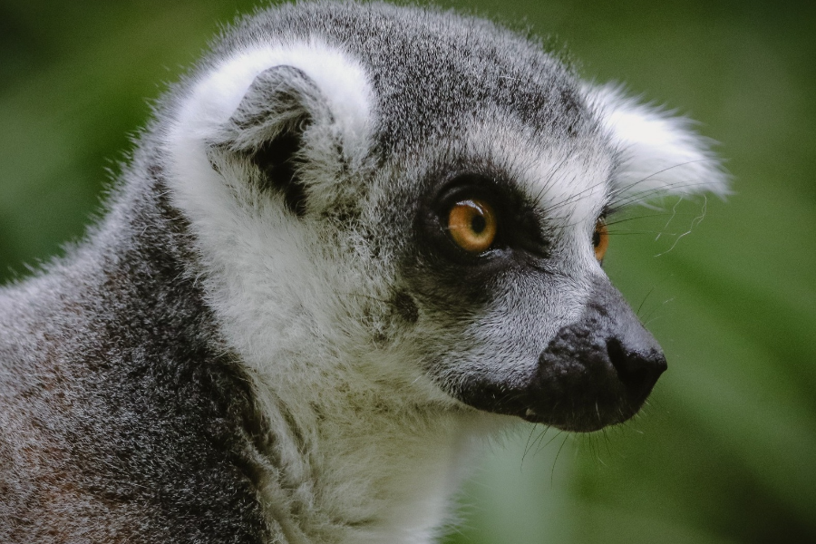 PARC ANIMALIER DES PYRENÉES