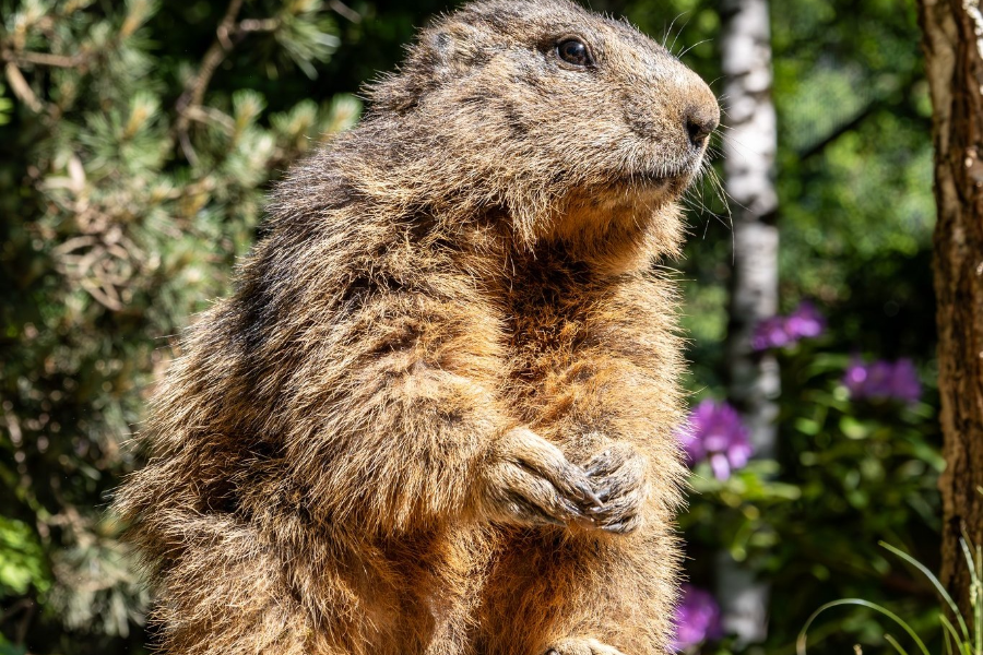 PARC ANIMALIER DES PYRENÉES