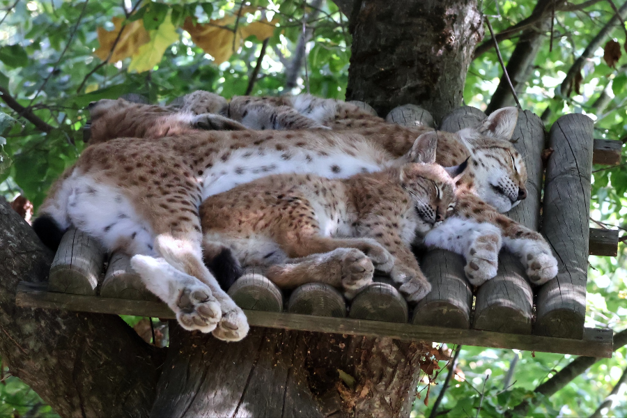 PARC ANIMALIER DES PYRENÉES