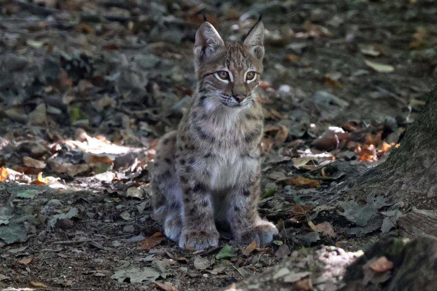 PARC ANIMALIER DES PYRENÉES