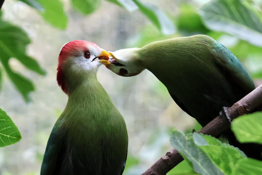 PARC ANIMALIER DES PYRENÉES