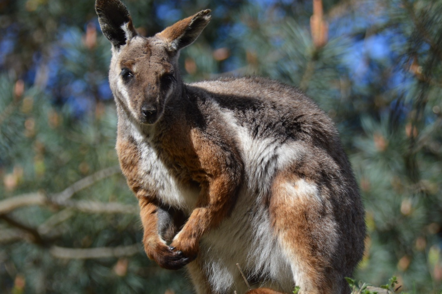 PARC ANIMALIER DES PYRENÉES