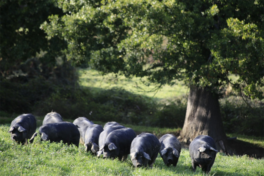 Elevage Porcs Noir de Bigorre Par la Famille Coustalat La Ferme Vignecoise St Lary