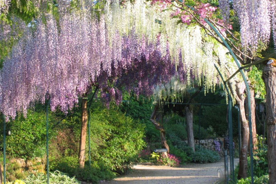 Allée des glycines - Parc floral d'Apremont - ©S.H.A.P