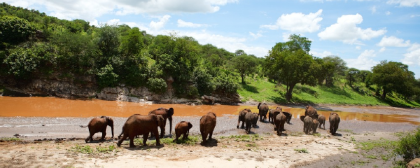 Quels animaux voir en Tanzanie ? Guide complet